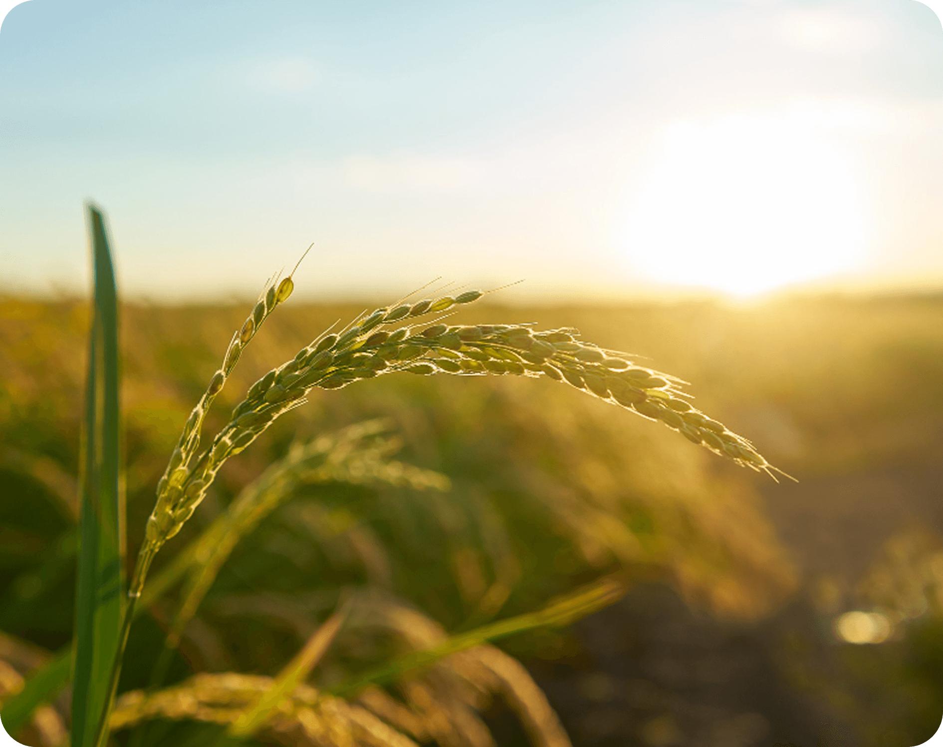 Medical professional with shield